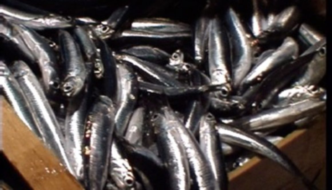 pesca7